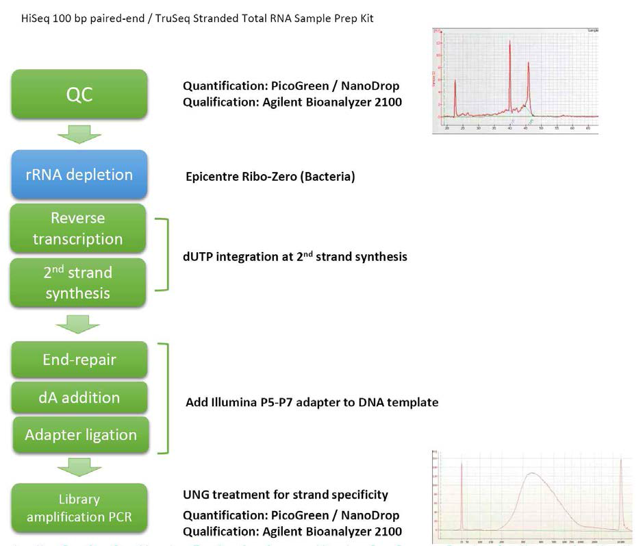 illumina RNA sequencing 작업 flowchart