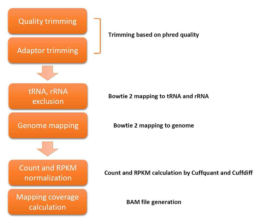 RNA sequencing 후 bioinformatics 분석 작업을 위한 flowchart