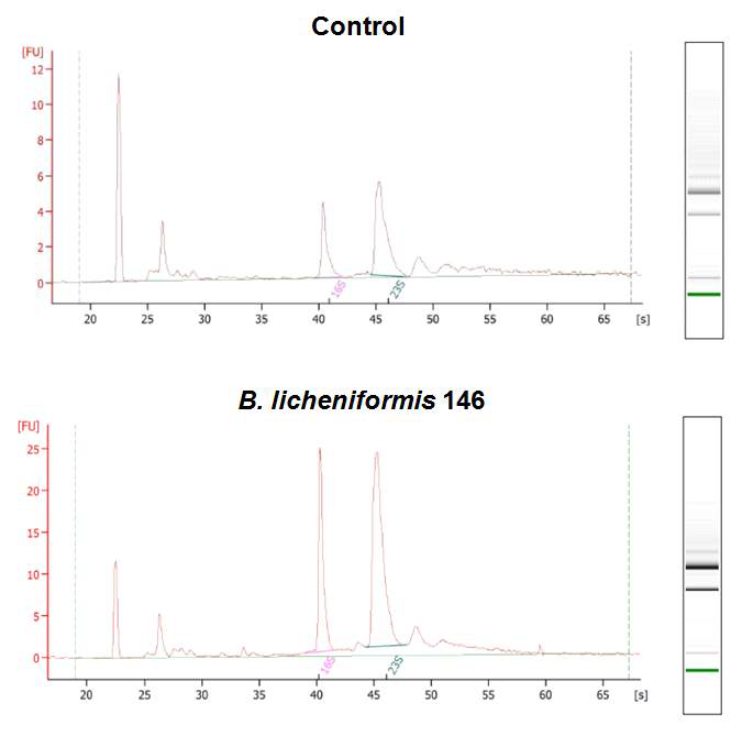 Bioanalyzer를 이용한 MRS control과 B. licheniformis 146 박테리오신이 처리된 유방염 원인세균 S. aureus RF122 유래 RNA sample quality 평가