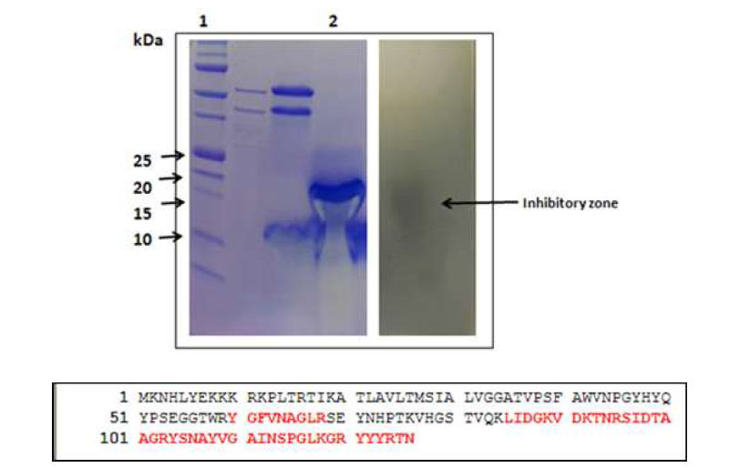 박테리오신 146의 항균활성 및 LC-MS를 통한 아미노산 서열
