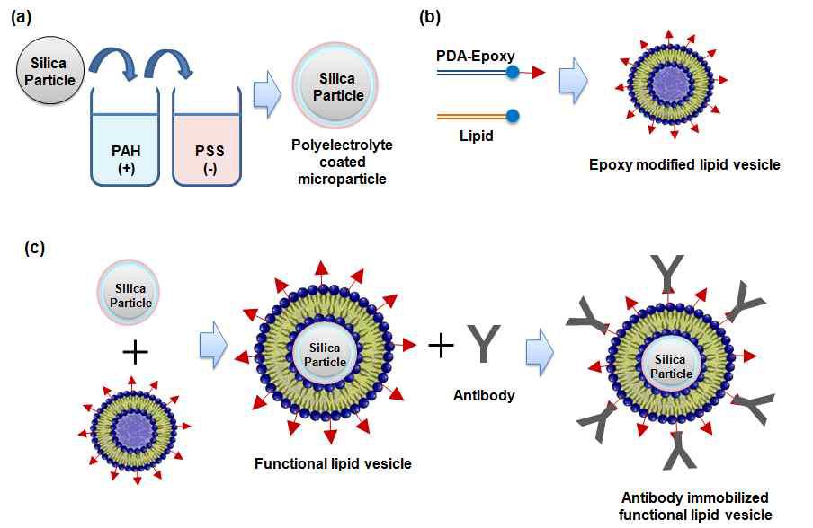 전해질 코팅된 silica particle을 이용한 Epoxy기를 가진 기능성 lipid vesicle의 제조방법과 항체의 고정화 과정