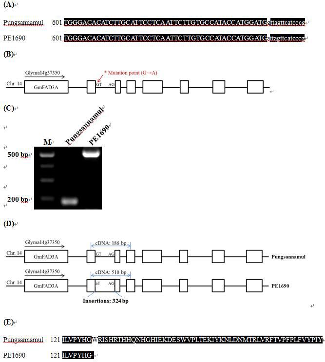 풍산나물콩과 PE1690의 GmFAD3A 유전자 염기서열분석.
