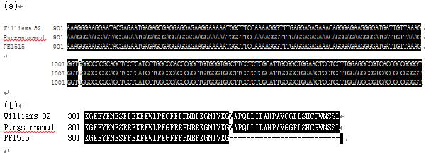 Williams 82, 풍산나물콩, PE1515의 Sg-1 유전자에 대한 염기 서열 분석