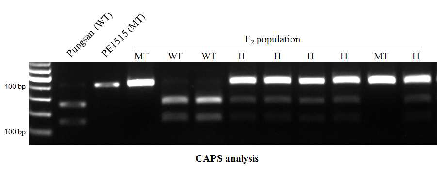 풍산나물, PE1515와 풍산나물 x PE1515 F2를 이용한 CAPS 분석