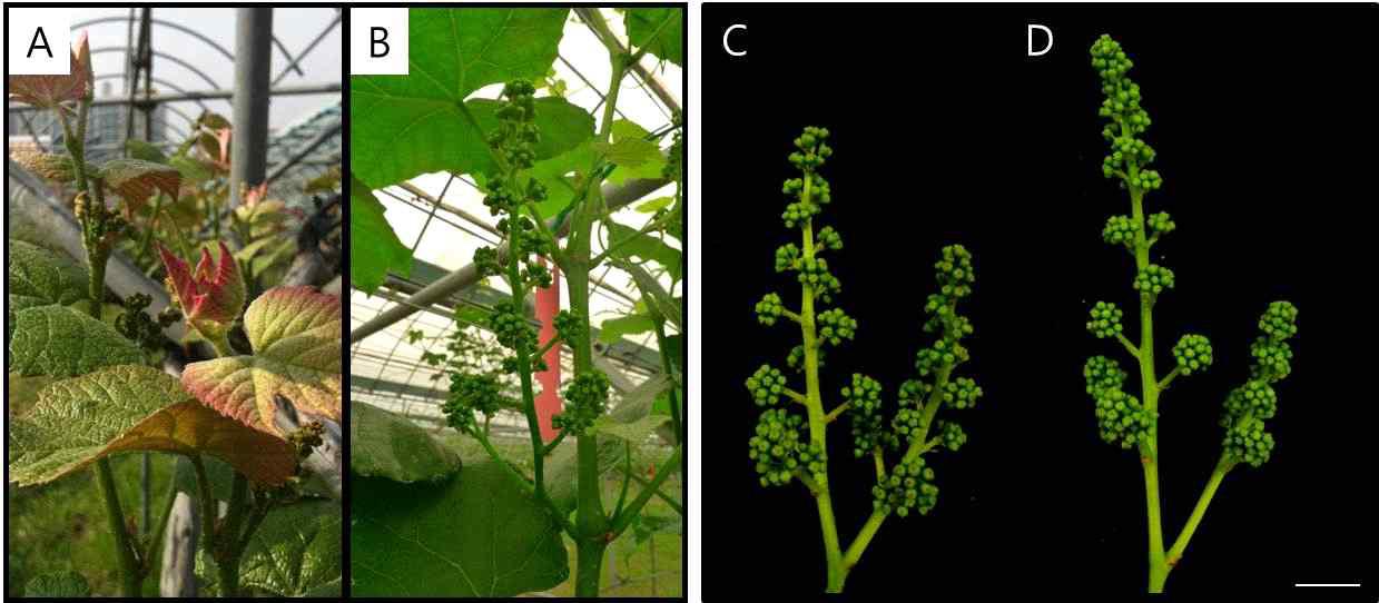 식물재료로 사용된 포도나무와 포도 꽃. ‘Campbell Early’(A, C); ‘Tamnara’ (C, D);