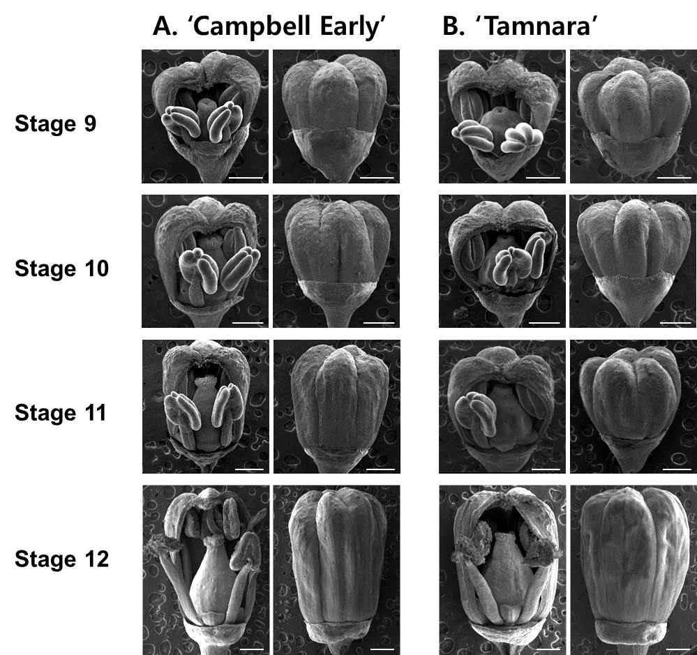 ‘Campbell Early’와 ‘Tamnara’ 품종의 꽃 발달 9단계부터 12단계.