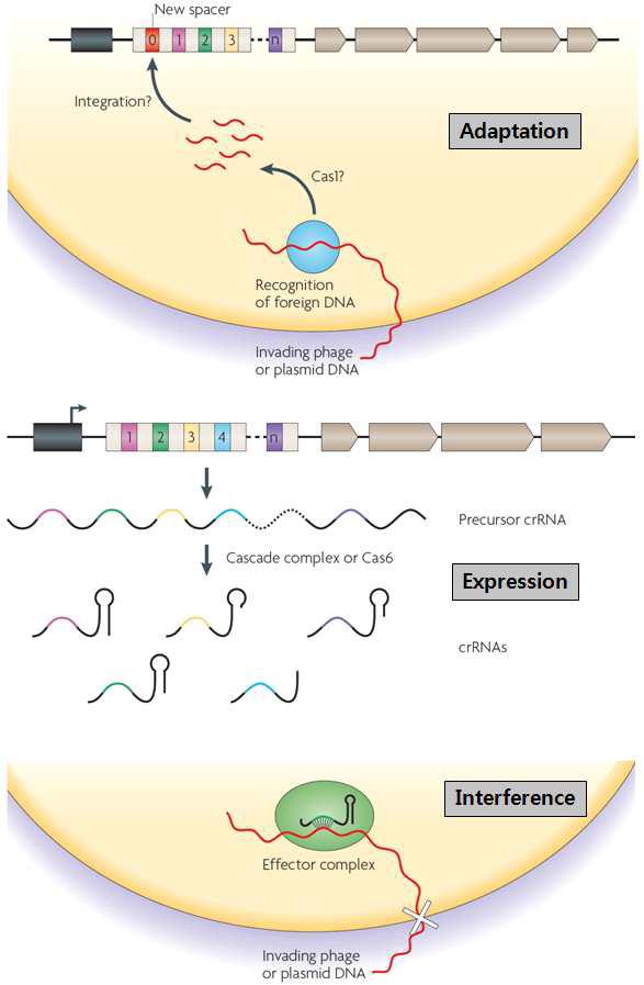 CRISPR-Cas system의 작용 기작 예상도