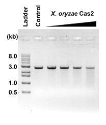 X. oryzae Cas2 단백질 의 DNA nuclease 기능