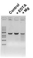 X. oryzae Cas2 단백질 기능의 금속 의존성