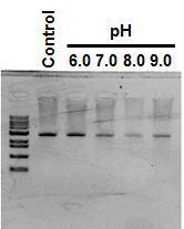 X. oryzae Cas2 단백질 기능의 pH 의존성
