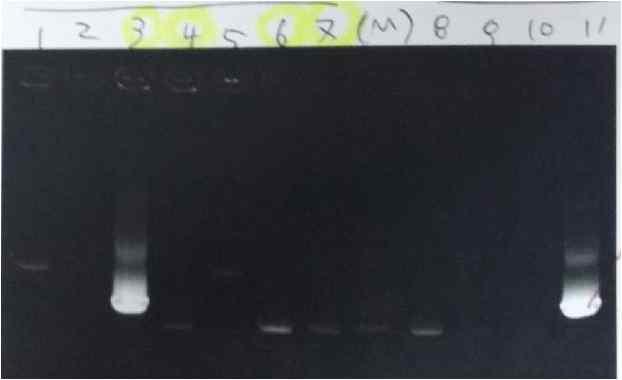 X. oryzae Cas3 단백질 유전자 확보