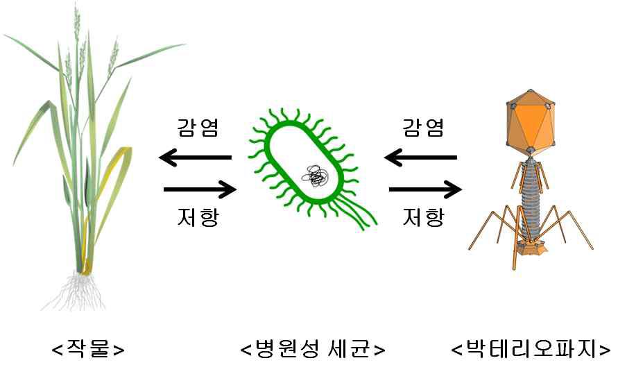 작물, 병원성 세균, 박테리오파지의 상호작용 개념도