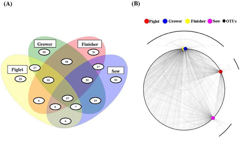 Numbers of shared operational taxonomic units (A) and network analysis across growth stages (B).