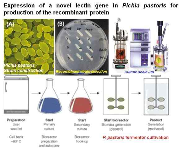 Pichia pastoris 효모 균주를 이용하여 버섯 유래의 재조합 렉틴을 대량 생산하기 위한 방법