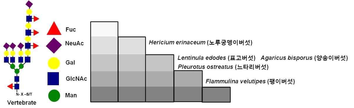 인간화 당사슬에 결합하는 5 종류의 식용버섯 유래 렉틴의 존재 유무