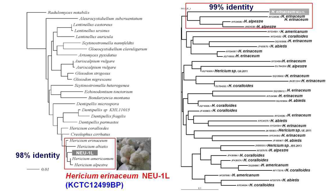 Hericium erinaceum NEU-L1 균주의 26S rDNA (좌측)와 5.8S rNDA 염기서열(우측)에 기초한 NCBI DB에 등록된 유사 버섯 균주의 26S rDNA와 5.8S rDNA의 유전학적 상관관계 분석(phylogenetic tree analysis).