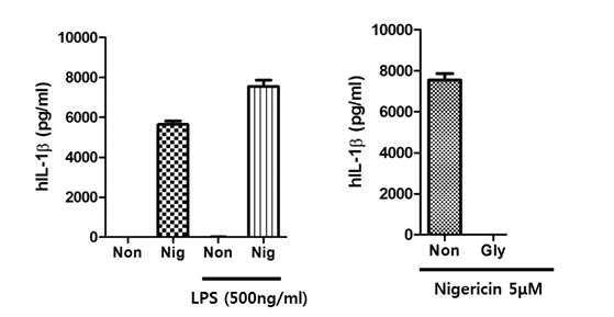 IL-1β production by inflammasome activation induced by LPS and nigericine, and inhibitory effect of glyberide on IL-1β production induced by LPS and nigericine.