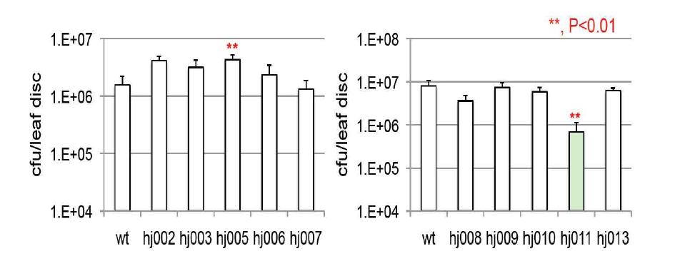 애기장대 히스톤 아세틸전이효소(histone acetyltransferase) 돌연변이 식물의 Pseudomonas 감염에 대한 병 반응.