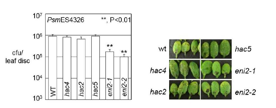 애기장대 CBP/p300 family에 속하는 히스톤 아세틸전이효소 돌연변이 식물의 Pseudomonas syringae 감염에 대한 병반응