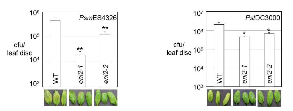애기장대 hac1/eni2 돌연변이 식물의 병원성 P. syringae 감염에 대한 병저항성.