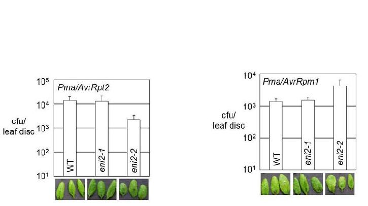 애기장대 hac1/eni2 돌연변이 식물의 비병원성 P. syringae 감염에 대한 병저항성