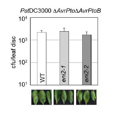 애기장대 hac1/eni2 돌연변이 식물의 P. syringae의 약독균주(attenuated strain) (P. syringae pv. tomato DC3000 AvrPto-AvrPtoB-감염에 대한 병저항성 반응 평가.