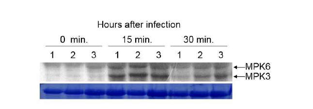 애기장대 hac1/eni2 돌연변이 식물의 병원성 병원균 감염 후 MPK3 및 MPK6의 인산화반응