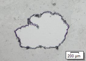 화랑곡나방 유충에 의해 천공이 뚫린 포장소재의 현미경 확대 사진
