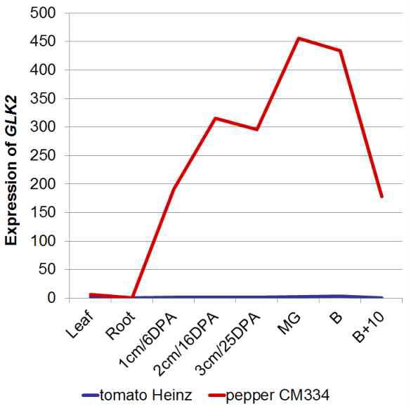 Distinct expression patterm of GLK2 potentially impacting immature fruit color in pepper and tomato.