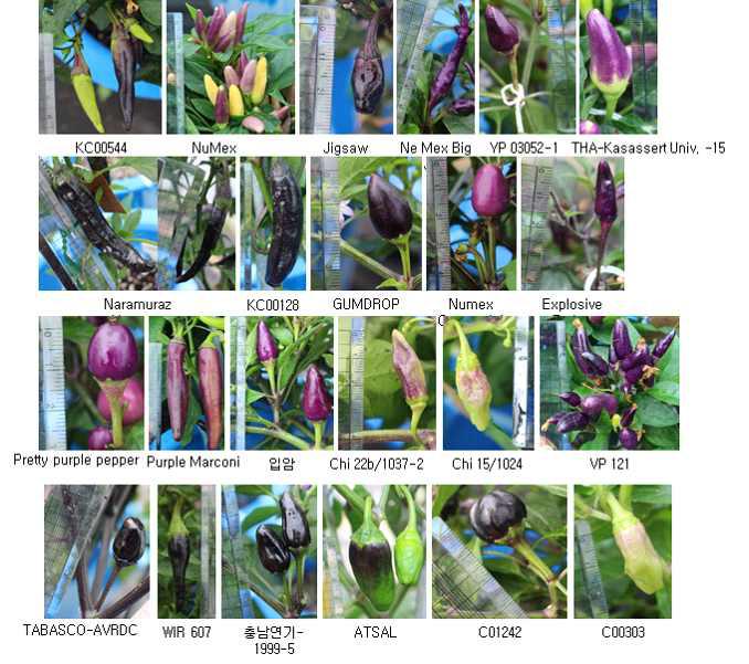 Pupple pepper germplasm to identify An2 gene regulating anthocyanin.