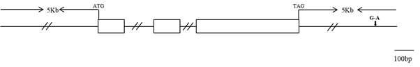 Gene structure of An2.