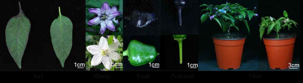 The phenotype in plants infected GFP and An2 gene.