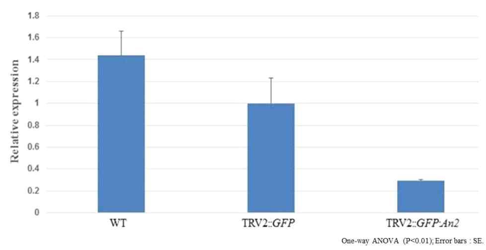 qRT-PCR expression analysis of An2 gene in pericarp of pepper.
