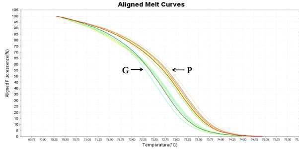 HRM marker test graph to identify purple pepper with green pepper using 30 lines of pepper germplasms.