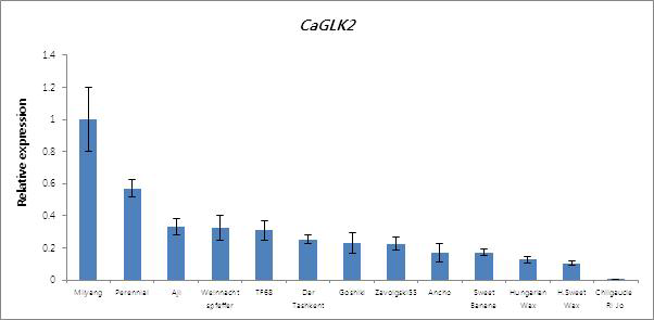 CaGLK2 expression in various germplasms of immature pepper.