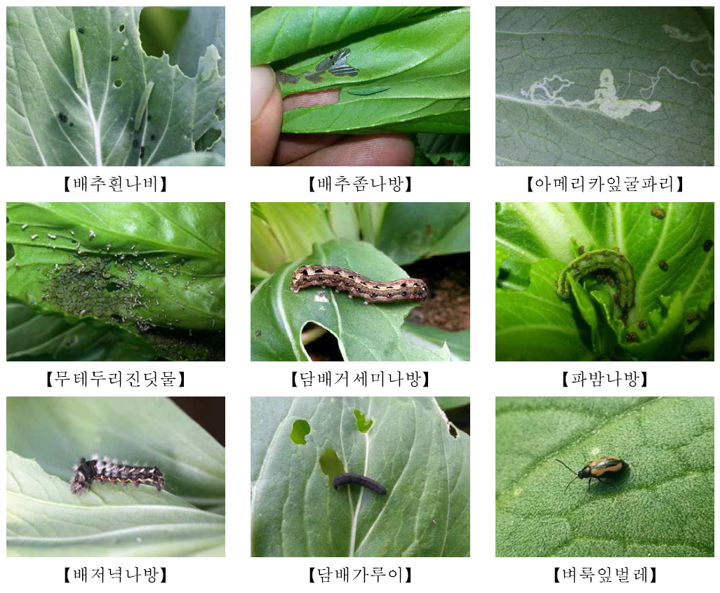 [보고서]소면적재배작물 주요 해충 발생 및 피해 조사