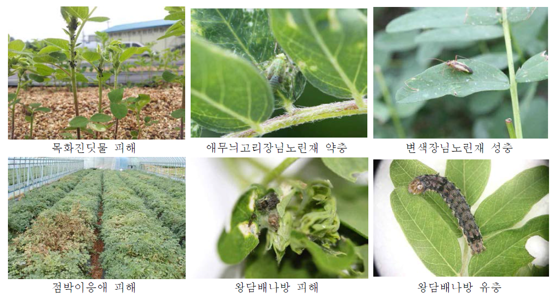 [보고서]소면적재배작물 주요 해충 발생 및 피해 조사