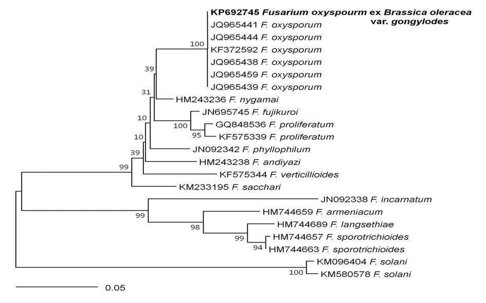 Phylogenetic analysis by means of the neighbor-joining method comparing the internal transcribed spacer ribosomal DNA(rDNA) region of Fusarium oxysporum with that of other Fusarium spp. retrieved from GenBank