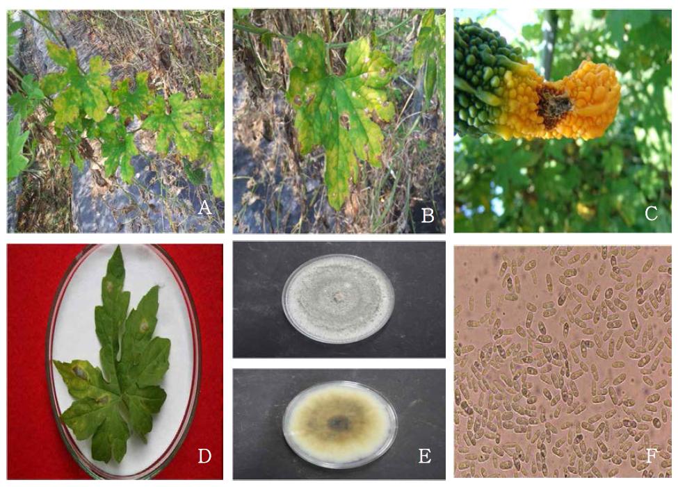 Symptoms of anthracnose on bitter gourd caused by Colletotrichum gloeosporioides in the field(A, B : leaf, C: fruit). Morphological and cultural characteristics of C. gloeosporioides isolated from bitter gourd(E: colony morphology, F: conidia(×400).