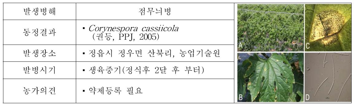 여주 Corynespora에 의한 점무늬병 발생 및 특성