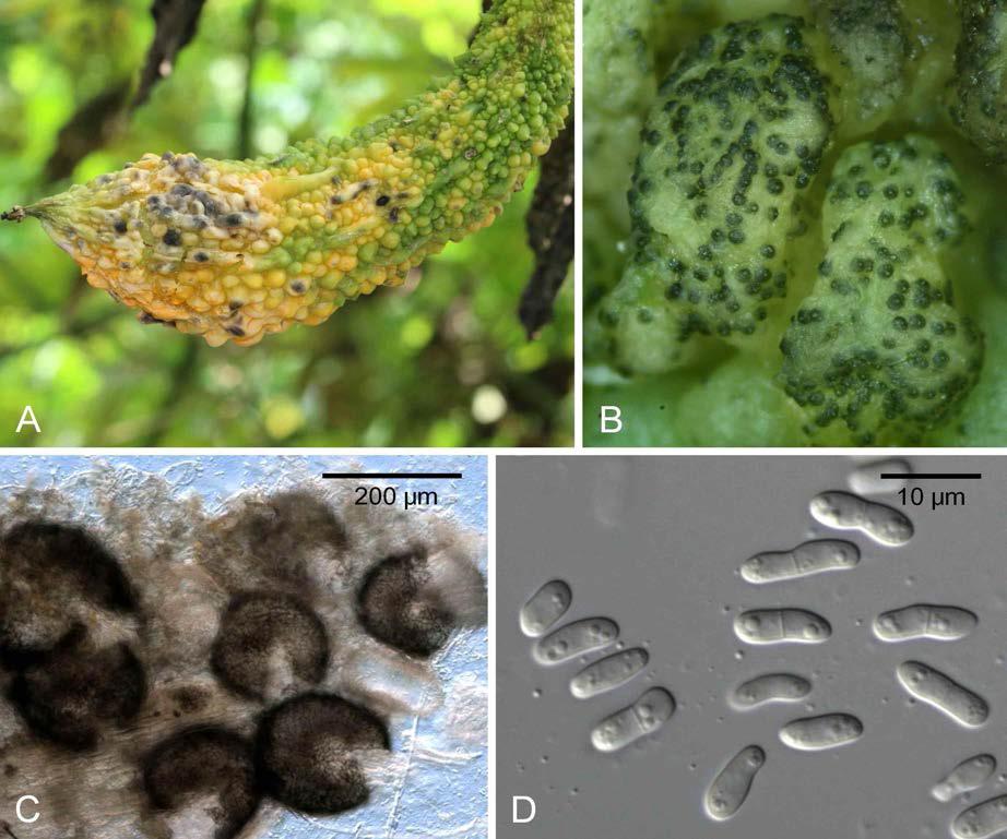 Black rot caused by Phoma cucurbitacearum on Momordica charantia.