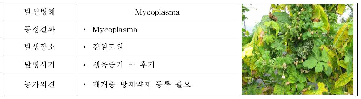 여주 Mycoplasma 증상 및 특성