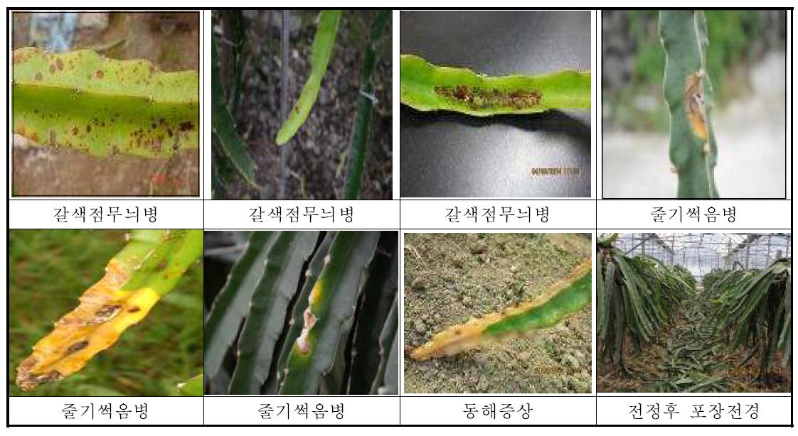 용과에 발생하는 주요 병해 피해증상