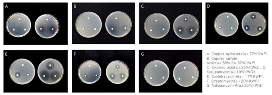 감초 세균점무늬병균(가칭)에 대한 항생제류의 생육 억제 효과