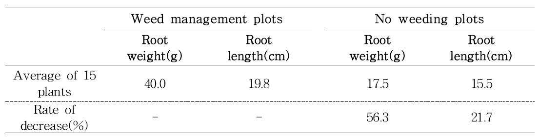 Comparison of Ligulari fischeri’s root weight and root length between weed management plots and no weeding plots.