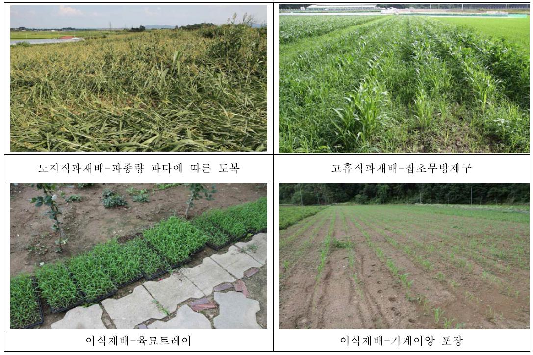 본 연구에서 조사된 재배법 별 수수 재배 현장 사진