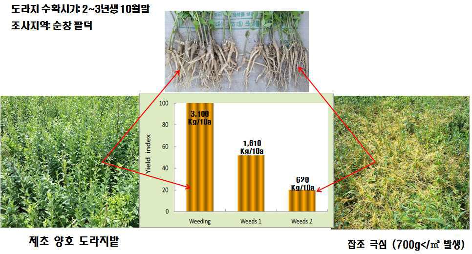 도라지밭 잡초발생에 따른 수량