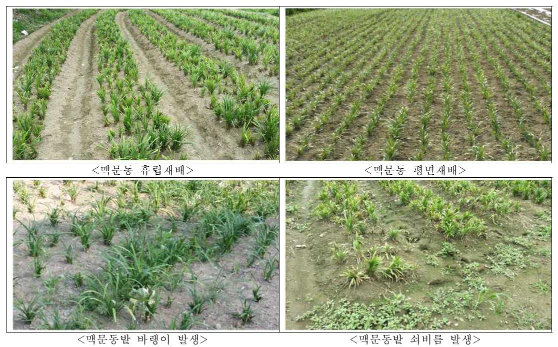 맥문동 재배법 및 잡초발생 상황