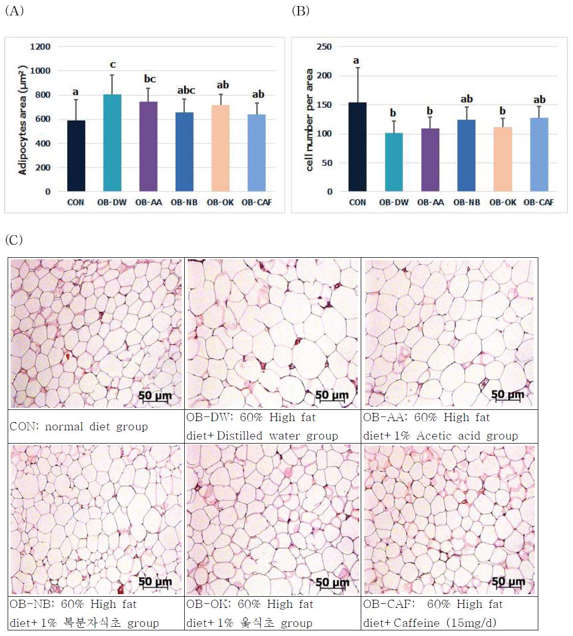 (A) Adipocytes area(μm2) and (B) Cell number per spot. (C) Hematosylin-Eosin stained section of abdominal adipose tissue( x25 ).