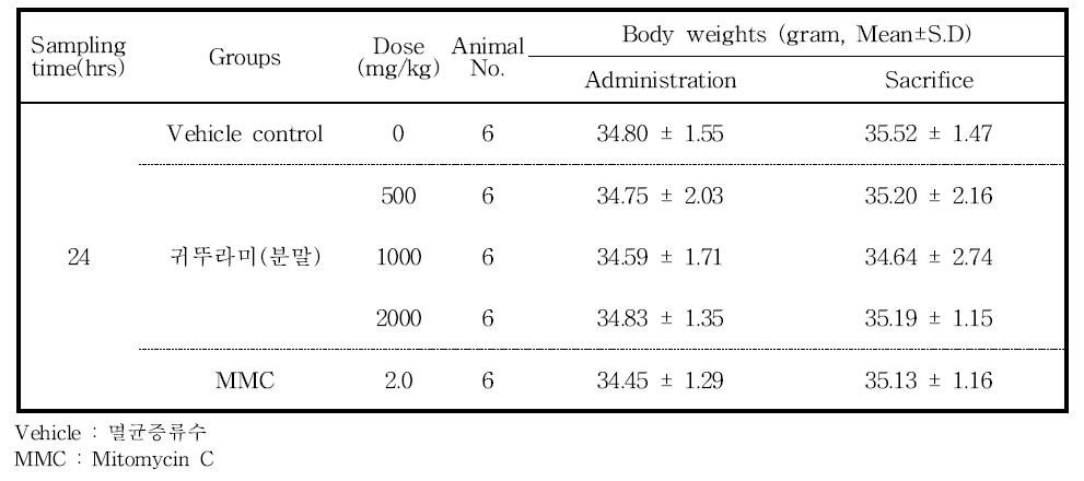 Body weights of animals (main study)